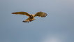 Turmfalke im Rüttelflug