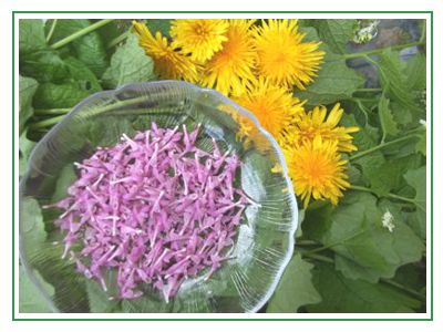 Wildpflanzen im Jahreskreis und Lebenskreis